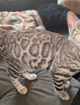 Bengal jung Kater (5 Monate) - Wriezen