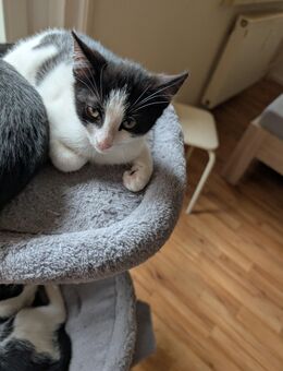 Drei Katzenbabys abzugeben - Chemnitz