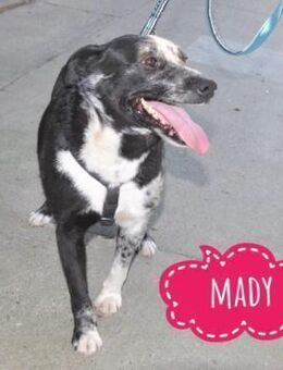 Mady eine verspielter kleiner Rüde - Mannheim
