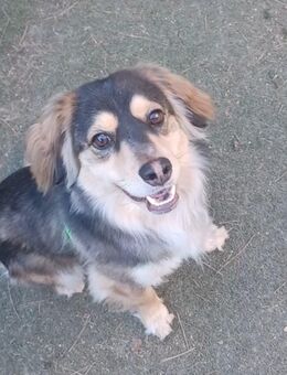 Max, a.d.Tierschutz, tolles Kerlchen sucht Happy-Home - Boxberg (Oberlausitz)