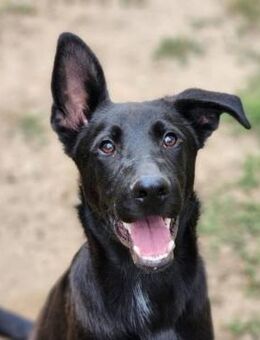 Junger Schäferhund-Mix Joice - Schnarup-Thumby