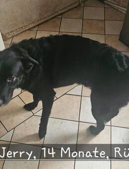 Jerry und Cooper, Geschwisterr - Illingen (Saarland)