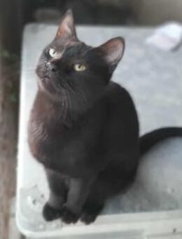 Lucy, verspieltes Katzenmädchen, ca. 7 M - Vaterstetten