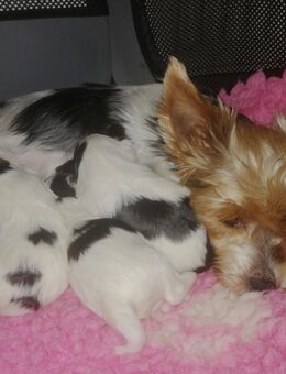Biewer Yorkshire Terrier - Ergolding