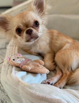 Chihuahua Hündin 6 Monate - Meiningen