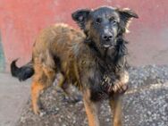Freundlicher junger Hundebub Dobby - Laufen
