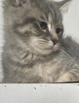 Süßer BKH Ragdoll Mix junge - Magdeburg