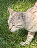 Snow lynx bengal in 39606