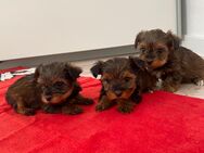 Süße Yorkshire Terrier Welpen, geimpft und entwurmt - Molzhain