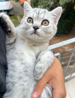 BKH KITTEN MÄNLICH SUCHT NEUES ZUHAUSE - Bad Nenndorf