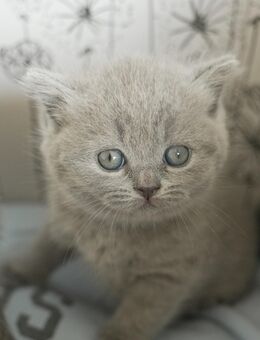BKH Kitten suchen ein liebevolles Zuhause - Wallisellen