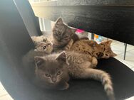 Bkh kitten - Iserlohn