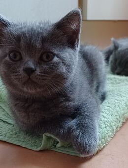 Britisch Kurzhaar Kitten - Gräfenthal