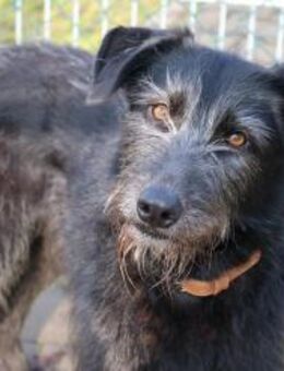 TINKA sucht geduldige Menschen - Reisbach