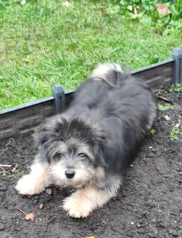 ein süßer Mischlingshund - Velen