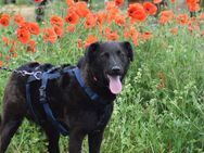 Unsere tolle schwarze Labradormischlingshündin Stella 1,5 J sucht ein warmes Körbchen ca 47 cm groß - Angern