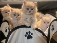 BKH BLH Kitten Bärchis Abgabebereit - Berlin Mitte