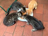 Kätzchen, Kitten, Katzenbaby zu verkaufen - Berlin