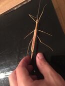 Mittel Große Tiere der rosa geflügelten Stabschrecke je 3,50€ in 66787