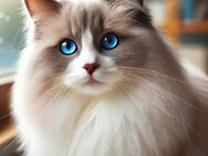 Ragdoll-Deckkater mit Stammbaum gesucht - Dortmund