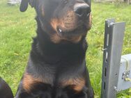 Rottweiler Rüde/Deckrüde mit Ahnentafel abzugeben - Guben