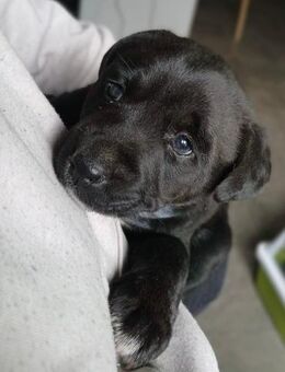 💕 Herziges Welpenmädchen Scarlet 💕 - Eislingen (Fils)