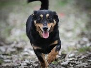 Hékás, niedlicher Hundemann, ca. 1 Jahr - Vaterstetten