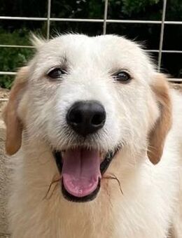 ALBERT - soooooo nett & toll - Dänischenhagen