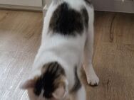 Liebes Katzenpaar in gute Hände abzugeben - Rheinberg