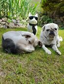 süßer Mops sucht neuen Wegbegleiter in 03130