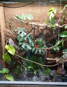 Terrarium +Zubehörteile - Leipzig Ost