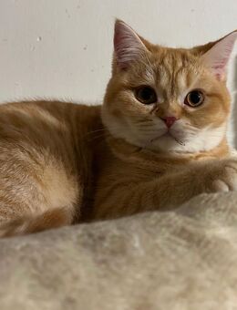 Wir suchen noch - Rommerskirchen