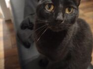 5 Jahre alter Siam-Bengal-Kater - Wemding