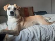Yuuki - Sensible Seele sucht Zuhause - Hürth