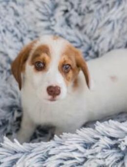 MERLO - oh man...das wird ja spannend - Overath