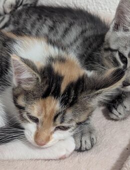 Katze - Eberstadt