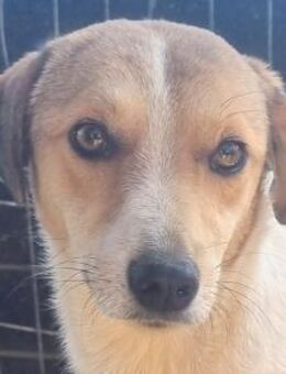 Emilia-sportliche junge Hündin, 49cm - Rösrath