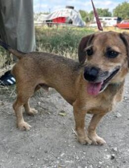 Mexi lieber Dackel-Mix - Kassel