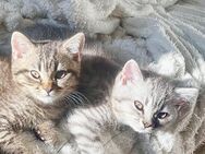 BKH Britisch Kurzhaar Kitten - Herne