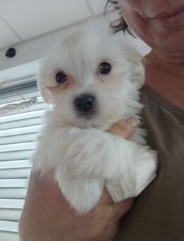Maltipom Welpen Malteser Pomeranien Welpen - Merenberg (Marktflecken)