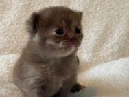 Wunderschöne Braune Kitten, geboren am 29.4.2025 - Dortmund