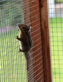 Junge Baumstreifenhörnchen. in 41812