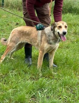 Fahej möchte viel erkunden - Nordwalde