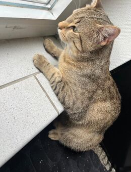1,5 Jahre alter Kater - Völklingen