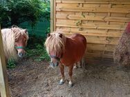 Shetty Passgespann mit Zubehör und Sulkys - Erwitte