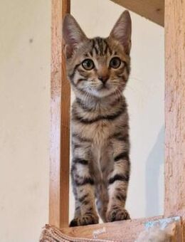 Katze RIA möchte endlich ankommen! - Augsburg