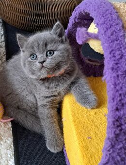 Bkh kitten reinrassige kurzhaar. - Osnabrück