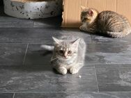 reinrassige BKH Kitten zu verkaufen - Krefeld