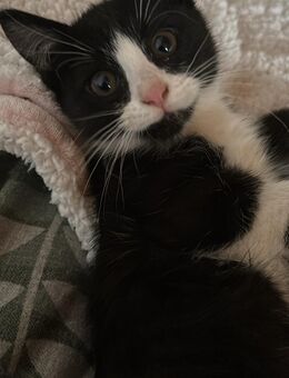 Kitten - Bad Waldsee