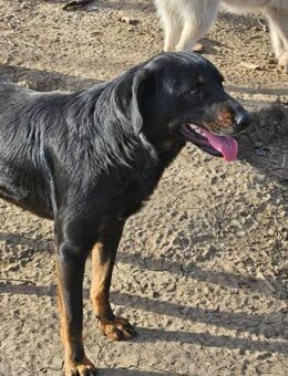 Hübsche Tina wünscht sich eine Familie - Leonberg (Baden-Württemberg)